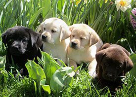 Home | Humehill - Breeders of quality Labradors and Pomeranians.