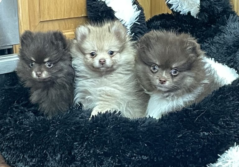 Chocolate Pom Puppies