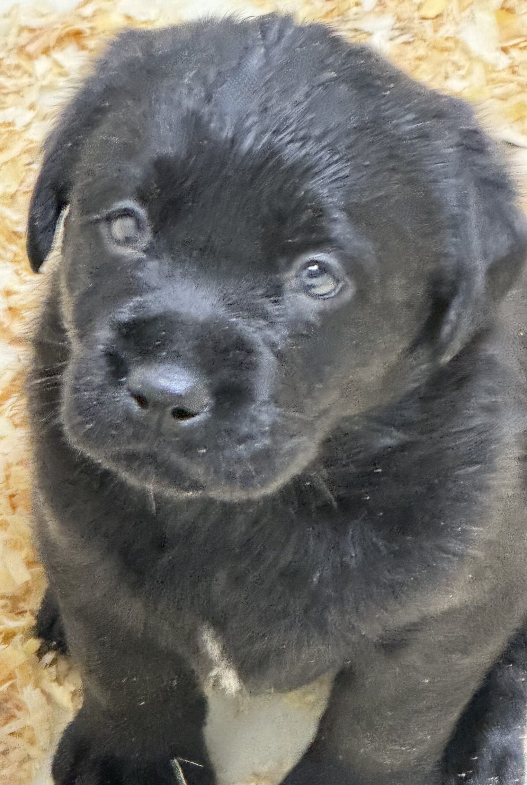 How Long Do Female Black Labs Really Live? (Longer Than You Think?) - gxss345